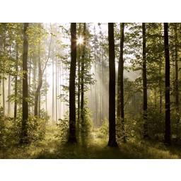 Fototapeta na zeď čtyřdílná FTS 0181 forest, velikost 360 x 254 cm