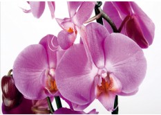 FTN S 2459 AG Design vliesová fototapeta 4-dílná Violet orchid big, velikost 360 x 270 cm