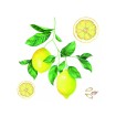 Samolepicí dekorace Crearreda WA M Lemons 54122 citrony