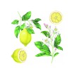 Samolepicí dekorace Crearreda WA M Lemons 54122 citrony