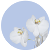 CR 3200 AG Design fototapeta ekologická vliesová samolepící 1-dílná kulatá orchidej na modrém podkladu, velikost 70x70 cm