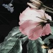 KT-D1030 Kulatá samolepocí obrazová fototapeta Komar Enchanted Flowers, velikost průměr 128 cm