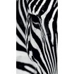 FCP L 6519 AG Design textilní foto závěs obrazový Zebra FCPL 6519, velikost 140 x 245 cm
