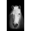 FCP L 6520 AG Design textilní foto závěs obrazový Horse - Kůň FCPL 6520, velikost 140 x 245 cm