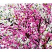 FCS XL 4806 AG Design textilní foto závěs dělený obrazový Flowers - Květiny FCSXL 4806, velikost 180 x 160 cm