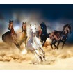 FCS XL 4824 AG Design textilní foto závěs dělený obrazový Horses - Koně FCSXL 4824, velikost 180 x 160 cm