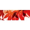 KI-260-008 Fototapeta do kuchyně - Red Leaves (Červené listy), velikost: 260 x 60 cm
