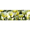 KI-260-009 Fototapeta do kuchyně - White Tulips (Bílé tulipány), velikost: 260 x 60 cm