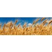 KI-260-011 Fototapeta do kuchyně - Wheat Field (Pole pšenice), velikost: 260 x 60 cm