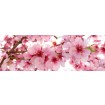 KI-260-054 Fototapeta do kuchyně - Apple Blossom (Květy jabloní), velikost: 260 x 60 cm