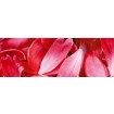 KI-260-056 Fototapeta do kuchyně - Red Petals (Červené okvětní lístky), velikost: 260 x 60 cm