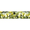 KI-260-009 Fototapeta do kuchyně - White Tulips (Bílé tulipány), velikost: 260 x 60 cm