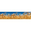 KI-260-011 Fototapeta do kuchyně - Wheat Field (Pole pšenice), velikost: 260 x 60 cm