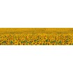 KI-260-030 Fototapeta do kuchyně - Sunflowers , velikost: 260x60 cm