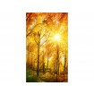 MS-2-0067 Vliesová obrazová fototapeta Sunny Forest, velikost 150 x 250 cm