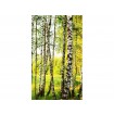 MS-2-0094 Vliesová obrazová fototapeta Birch Forest, velikost 150 x 250 cm