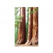 MS-2-0102 Vliesová obrazová fototapeta Sequoia, velikost 150 x 250 cm