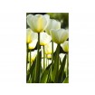 MS-2-0127 Vliesová obrazová fototapeta White Tulips, velikost 150 x 250 cm