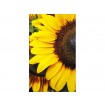 MS-2-0130 Vliesová obrazová fototapeta Sunflowers, velikost 150 x 250 cm