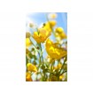 MS-2-0134 Vliesová obrazová fototapeta Yellow Flowers, velikost 150 x 250 cm