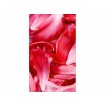 MS-2-0151 Vliesová obrazová fototapeta Red Petals, velikost 150 x 250 cm
