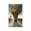 MS-2-0225 Vliesová obrazová fototapeta Walking Elephant, velikost 150 x 250 cm