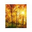 MS-3-0067 Vliesová obrazová fototapeta Sunny Forest, velikost 225 x 250 cm