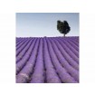 MS-3-0088 Vliesová obrazová fototapeta Lavender Field, velikost 225 x 250 cm