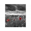 MS-3-0091 Vliesová obrazová fototapeta Poppies in Black and White, velikost 225 x 250 cm