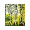 MS-3-0094 Vliesová obrazová fototapeta Birch Forest, velikost 225 x 250 cm