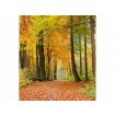 MS-3-0099 Vliesová obrazová fototapeta Autumn Forest, velikost 225 x 250 cm
