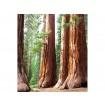MS-3-0102 Vliesová obrazová fototapeta Sequoia, velikost 225 x 250 cm