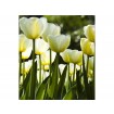 MS-3-0127 Vliesová obrazová fototapeta White Tulips, velikost 225 x 250 cm