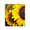 MS-3-0130 Vliesová obrazová fototapeta Sunflowers, velikost 225 x 250 cm