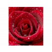 MS-3-0138 Vliesová obrazová fototapeta Red Roses, velikost 225 x 250 cm