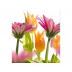 MS-3-0142 Vliesová obrazová fototapeta Spring Flowers, velikost 225 x 250 cm