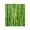 MS-3-0165 Vliesová obrazová fototapeta Bamboo, velikost 225 x 250 cm