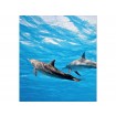 MS-3-0218 Vliesová obrazová fototapeta Dolphins, velikost 225 x 250 cm