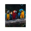 MS-3-0223 Vliesová obrazová fototapeta Colorful Macaw, velikost 225 x 250 cm