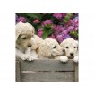 MS-3-0224 Vliesová obrazová fototapeta Labrador Puppies, velikost 225 x 250 cm
