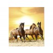 MS-3-0227 Vliesová obrazová fototapeta Horses in Sunset, velikost 225 x 250 cm