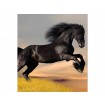 MS-3-0228 Vliesová obrazová fototapeta Horse, velikost 225 x 250 cm