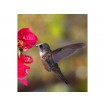 MS-3-0230 Vliesová obrazová fototapeta Hummingbird, velikost 225 x 250 cm