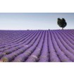 MS-5-0088 Vliesová obrazová fototapeta Lavender Field, velikost 375 x 250 cm