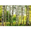 MS-5-0094 Vliesová obrazová fototapeta Birch Forest, velikost 375 x 250 cm