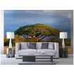 MS-5-0097 Vliesová obrazová fototapeta Acacia Tree, velikost 375 x 250 cm
