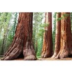 MS-5-0102 Vliesová obrazová fototapeta Sequoia, velikost 375 x 250 cm