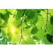 MS-5-0107 Vliesová obrazová fototapeta Green Leaves, velikost 375 x 250 cm