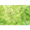 MS-5-0111 Vliesová obrazová fototapeta Leaf Veins, velikost 375 x 250 cm