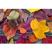 MS-5-0112 Vliesová obrazová fototapeta Autumn Leaves, velikost 375 x 250 cm